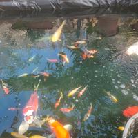 Carpe koi