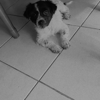 Cagnolina
