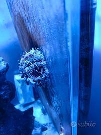 acquario marino