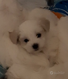 Cuccioli maltese puri