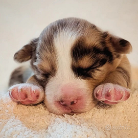 Cucciola Red Merle con pedigree