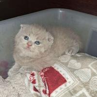 Scottish fold maschio 2,5 mesi