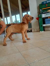 Cuccioli di segugio italiano