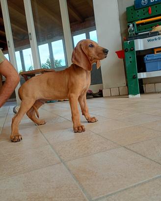 Cuccioli di segugio italiano