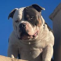 American Bully Poket