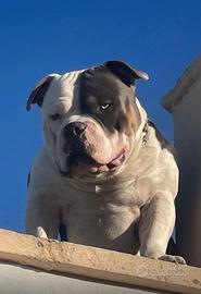 American Bully Poket