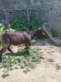 Capre tibetane
