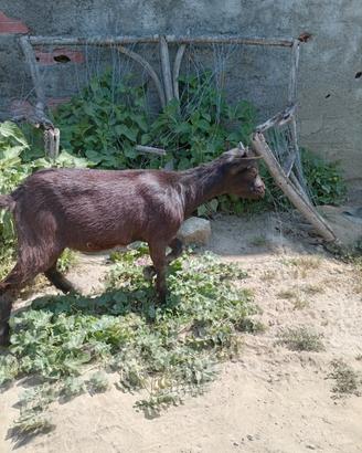 Capre tibetane