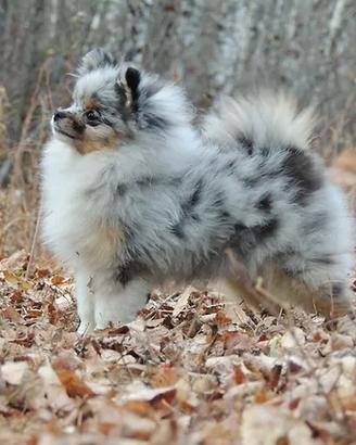 Cuccioli spitz pomerania volpino M e F merle