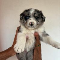 Disponibili cuccioli di Border collie