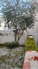 Alberi 