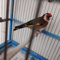 Cardellino maschio di 2 anni