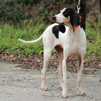 Ariegeois pronta caccia