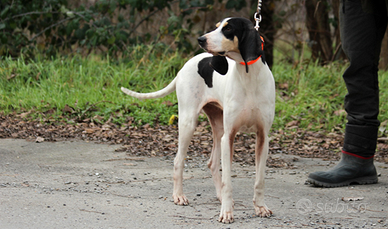 Ariegeois pronta caccia