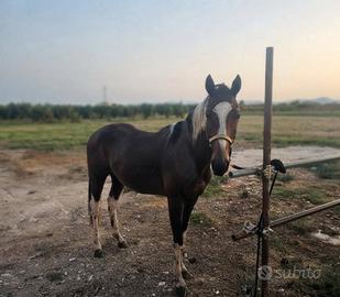 Cavallo appendix