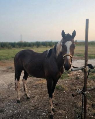 Cavallo appendix