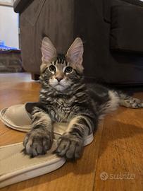 Maine Coon maschio con pedigree ANFI - 4,5 mesi