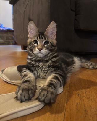 Maine Coon maschio con pedigree ANFI - 4,5 mesi
