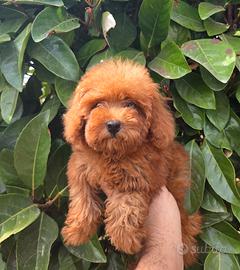Cuccioli barboncino