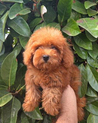 Cuccioli barboncino