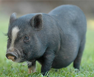 Ultima femminuccia Maialina Vietnamita