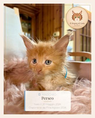 Cuccioli Maine Coon ANFI - Il Sogno di Lola