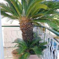 Pianta 2 cycas grandi