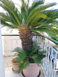 Pianta 2 cycas grandi