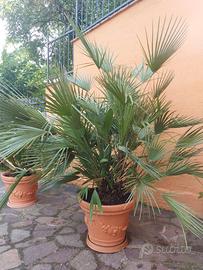 Pianta - Palma di San Pietro