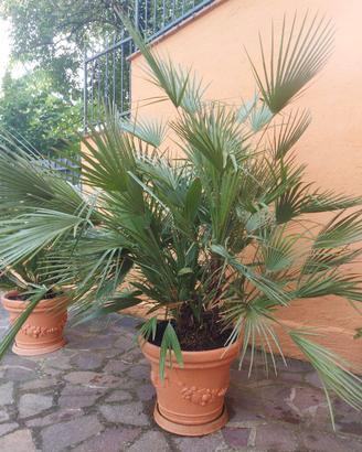 Pianta - Palma di San Pietro
