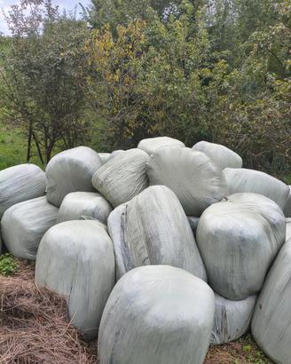 Fieno fasciato in balline