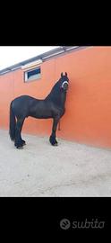 Stallone Frisone disponibile per monte