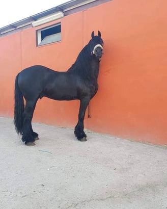 Stallone Frisone disponibile per monte