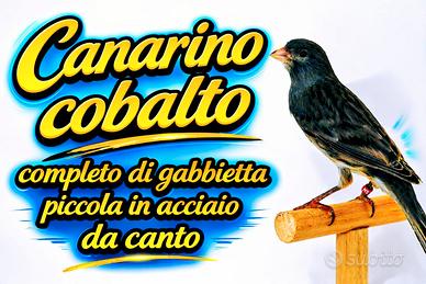 Canarino cobalto