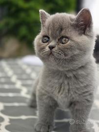 British Shorthair Blue