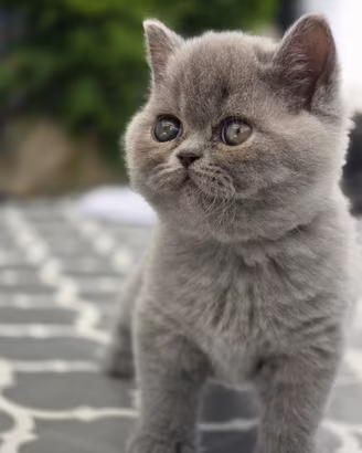 British Shorthair Blue