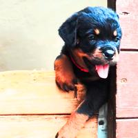 Rottweiler cuccioli