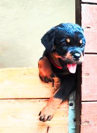 Rottweiler cuccioli