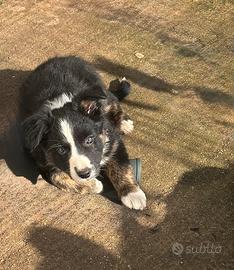 Ultimo cucciolo border collie