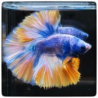 Betta Halfmoon Marcow Yellow Blue Rose Tail