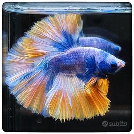Betta Halfmoon Marcow Yellow Blue Rose Tail