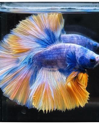 Betta Halfmoon Marcow Yellow Blue Rose Tail