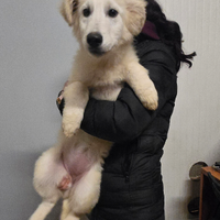 Ultima cucciola di Pastore Svizzero Bianco