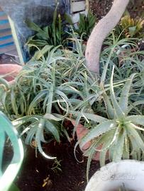 agave