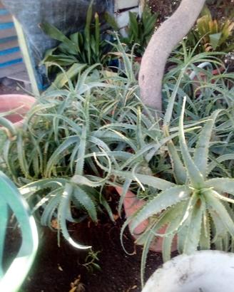 agave