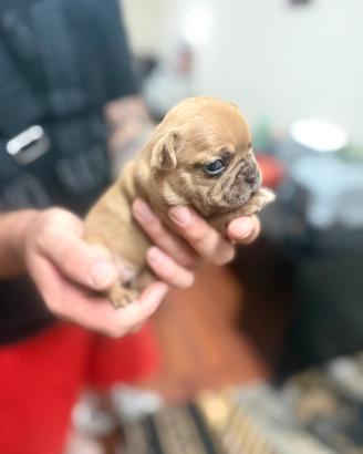 Bulldog francese maschio