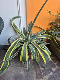 agave americana variegata