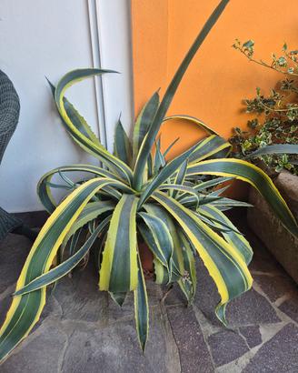 agave americana variegata