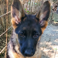 Cuccioli pastore tedesco