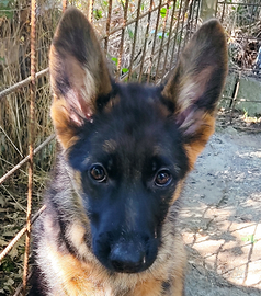 Cuccioli pastore tedesco